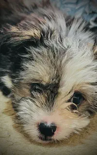 سگ شیتزو خانگی