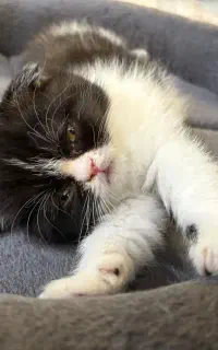 گربه اسکاتیش