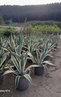 آگاو طلایی