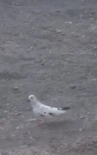کبوتر