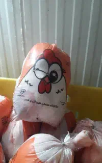 مرغ گل پر طبس