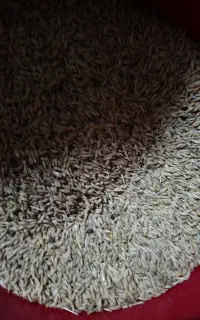 فروش جو بذری تمیز