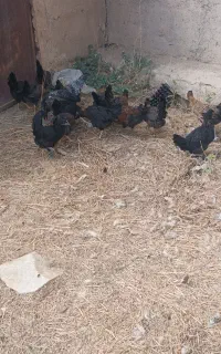 جوجه محلی