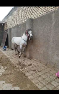 اسب یورقه