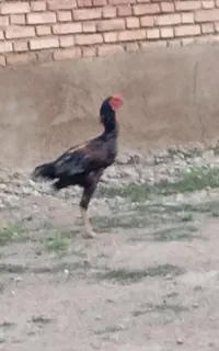 خروس لاری