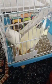 پرنده