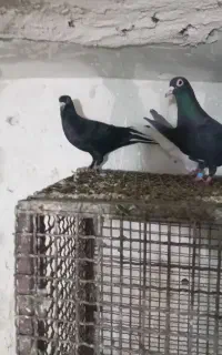 پرنده