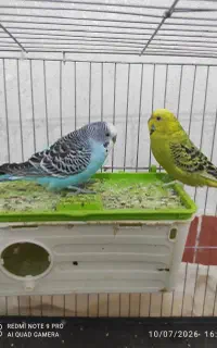 معاوضه با عروس هلندی