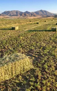 یونجه