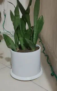 گل تعدادی گل