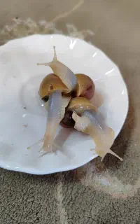 حلزون آچاتینا وماهی