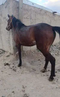 کره مادیان23ماهه