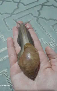 فروش حلزون های البینو ،اچاتینا و روتادزی