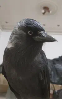 کلاغم گم شده