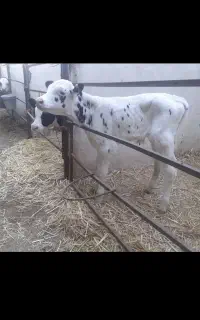 گاو