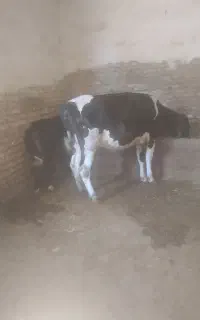 گاو