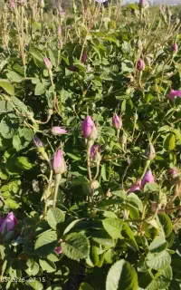 گل محمدی