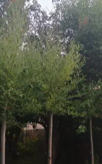 فروش بزغاله ماده