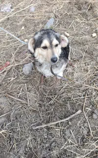 سگ پا کوتاه