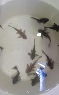 لجن خوار