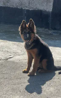 سگ ژرمن اصیل