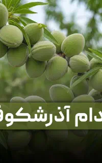 نهال بادام آذرشکوفه خوشه ای دیر گل