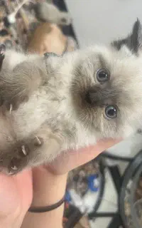 گربه هیمالین