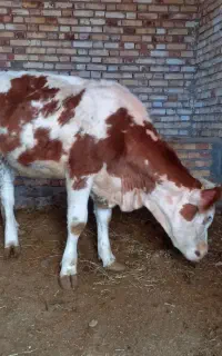 گوساله سیمینتال ماده. ۱۱ماهه