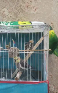 عروس هلندی