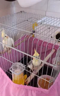 عروس هلندی نروماده