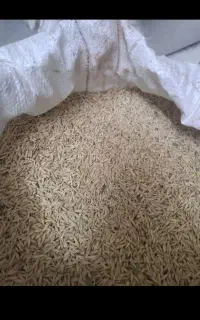 جوبذری۱۲۰کیسه ۵۰کیلویی