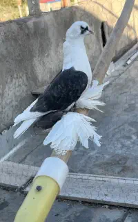 الوان ابلاغ