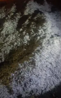 کود بلدرچین خشک آماده تحویل