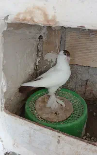فروش یه عددکله دمبی