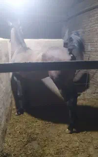 قیمت کشش 30میلیون تومان