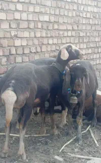 6عدد بره ماده خوشگل