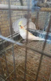 عروس هلندی