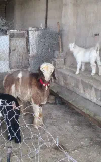 یک راس بره قوچ روزگاری شهرکردی