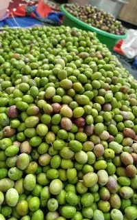 هسته گیری زیتون انجام میشود