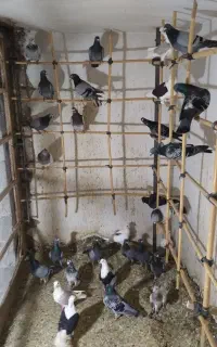 کبوتر دسته المانی 26تا