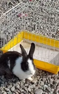 خرگوش نر بازیگوش و سرحال