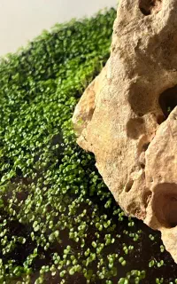 قوره درجه ۱ دریژان