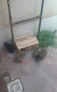 بچه خرگوش لوپ