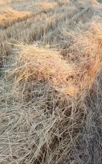 کاه گندم