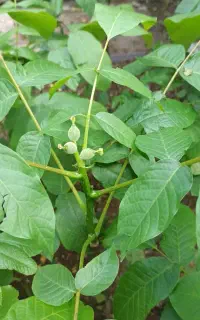 نهال گردو خوشه ای فقط 70هزار