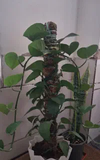 گل و گلدون