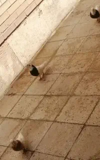 کبوتر طوقی