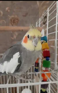 عروس هلندی نر