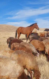 اسب‌‌ ‌ سوت‌‌ یورقاسی و‌ آبسن