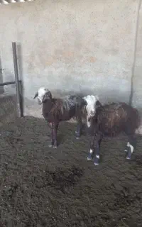 بره نر